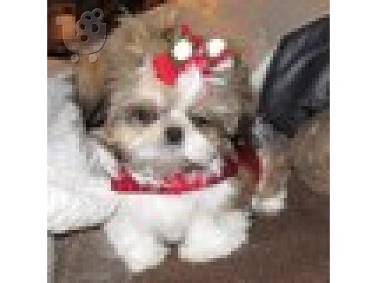 PoulaTo: Shih tzu κουτάβι